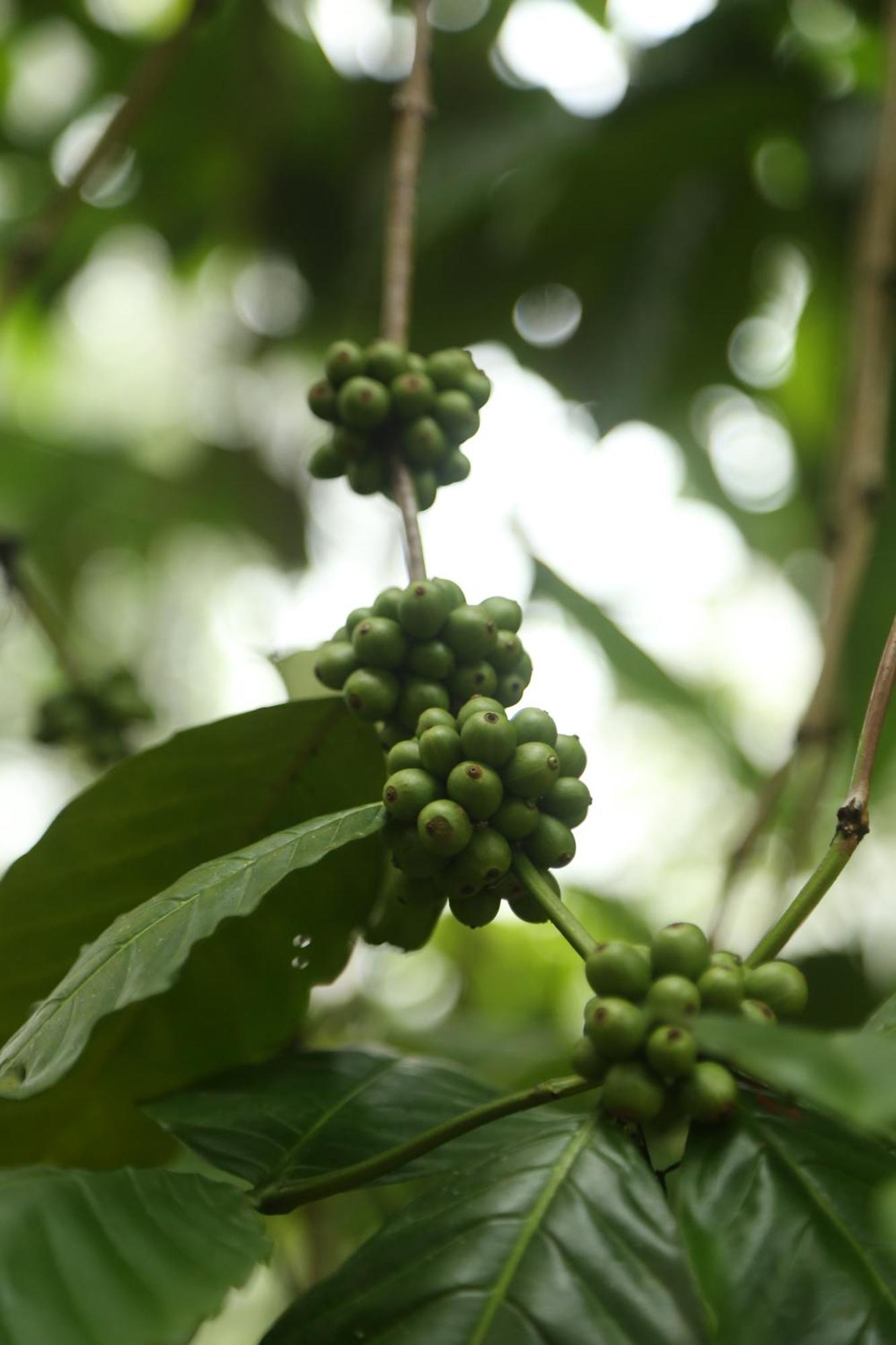 Spice Forest Plantation Homestay, Thekkady Vandiperiyār エクステリア 写真