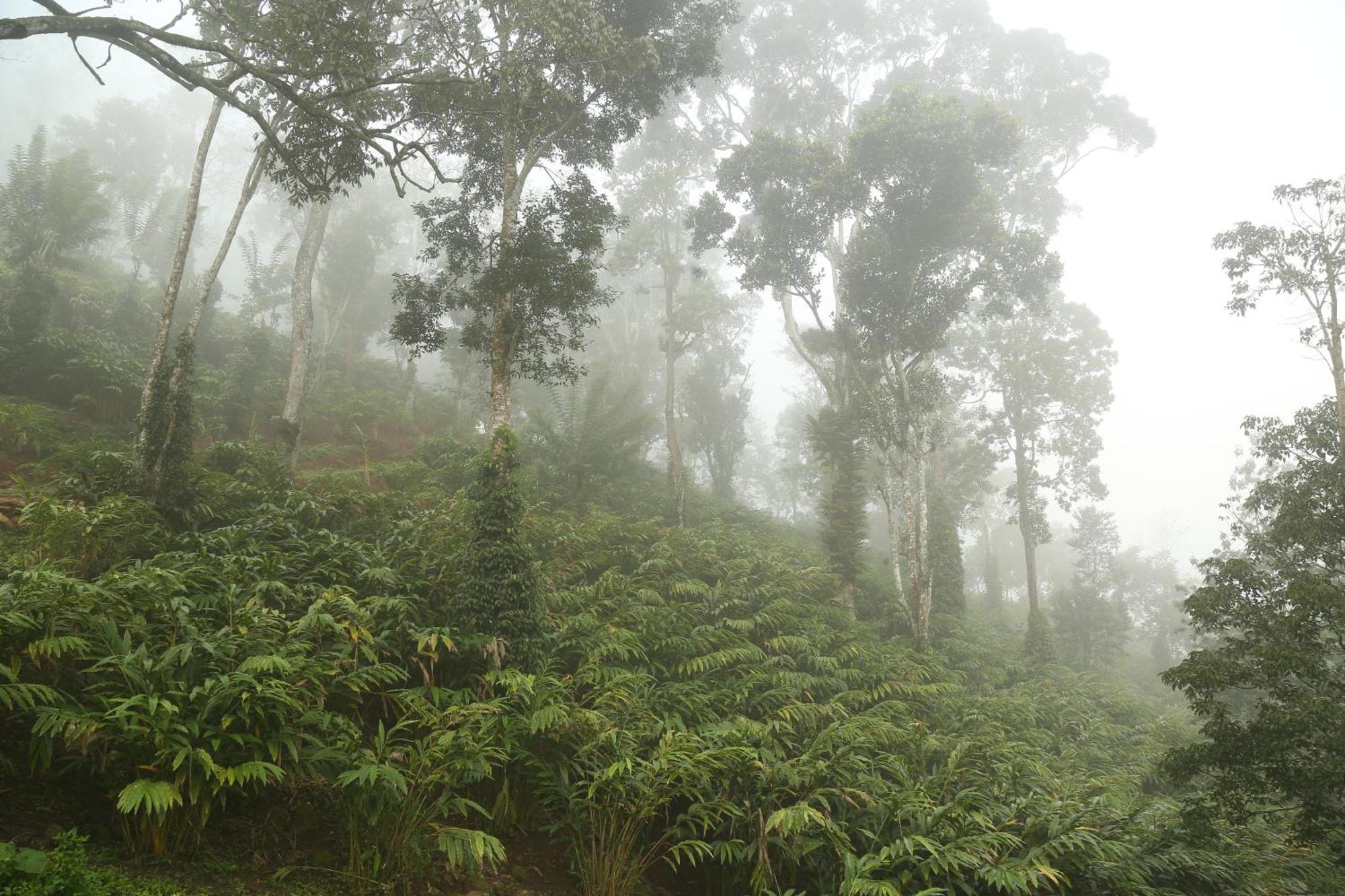 Spice Forest Plantation Homestay, Thekkady Vandiperiyār エクステリア 写真